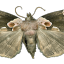 narkoluder