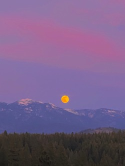 XXX softwaring:Super pink moonrise tonight over photo