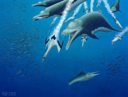 scinewscom: Large Dolphin from Oligocene Epoch was Fast-Swimming Apex Predator www.sci-news.