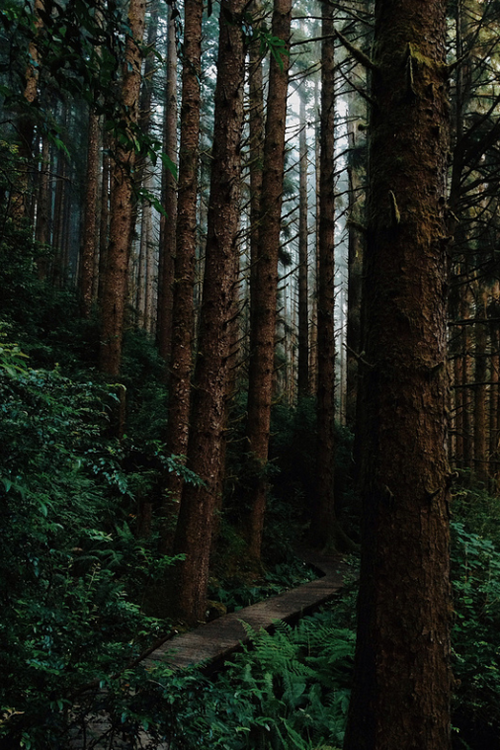 plasmatics-life:  Enigmatic Forest ~ ( By Kevin Russ ) 
