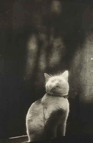 taishou-kun:  Yagaki Shikanosuke (1897 - 1966)Cat in window - Japan - 1930s
