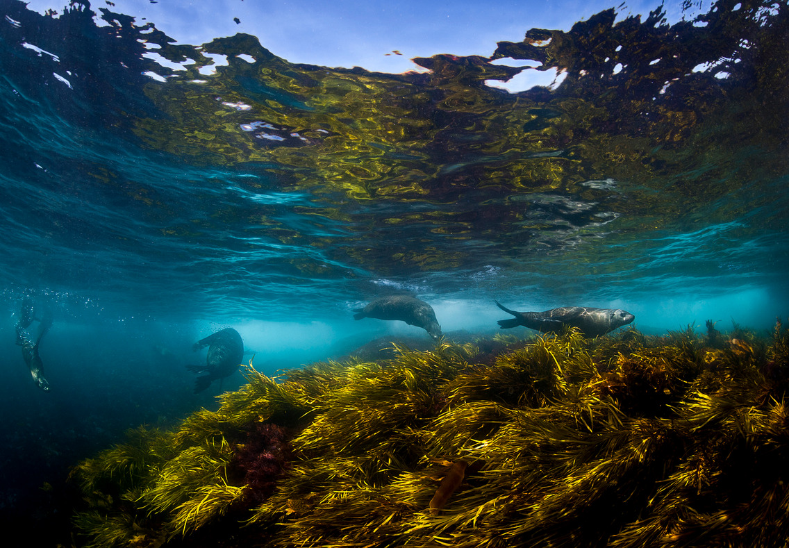 thelovelyseas:  Australian fur seals by Alastair Pollock  
