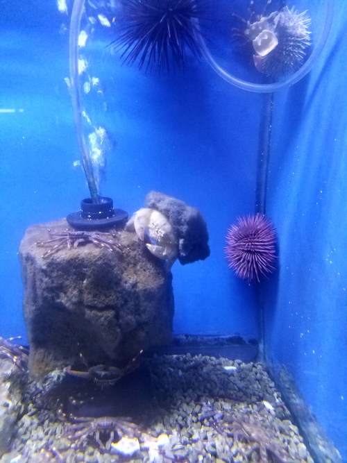 fourbeatgait: My LFS has a decorator crab and he ripped off part of the sponge filter and is WEARING