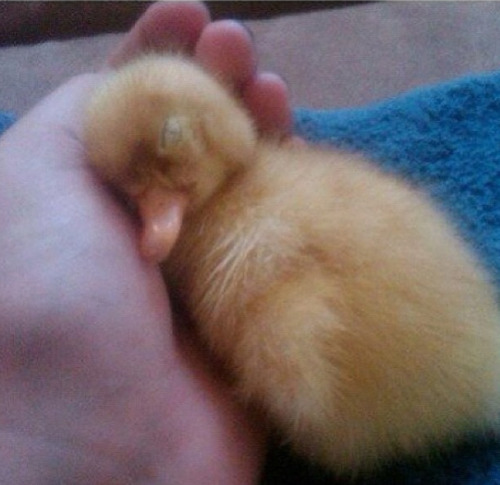 niiiiiiiiick:  catsbeaversandducks:   Don’t Be Sad, Look At These Baby Ducks If you didn’t already know, baby ducks are pretty much precious little nuggets of joy. They have been clinically proven to cure depression and disease and all other problems