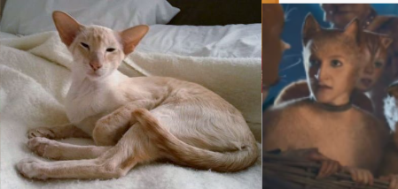 Cats 2019 As Real Cats Because Why Not. Part 2 The Queens.