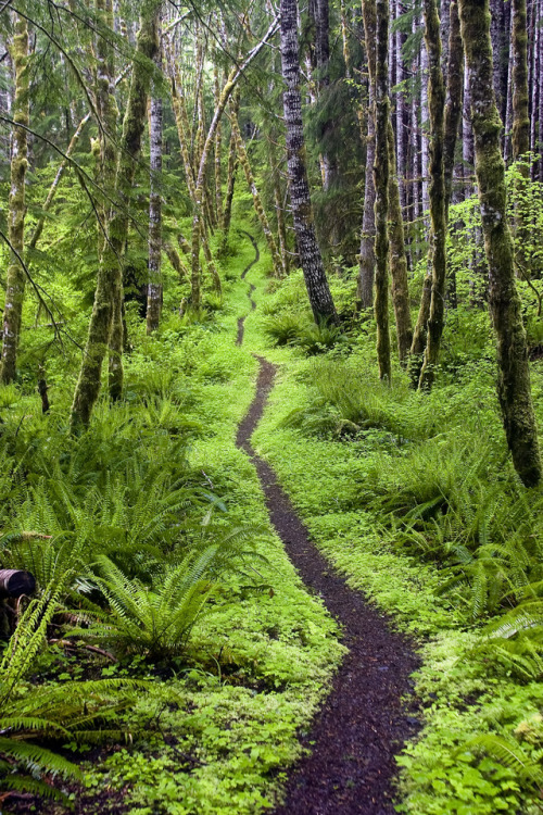 theencompassingworld:Aurora Ridge Trail, Sol Duc Valley, Washington