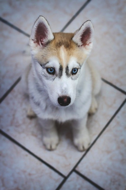 modernambition:  Husky Pup | WF 