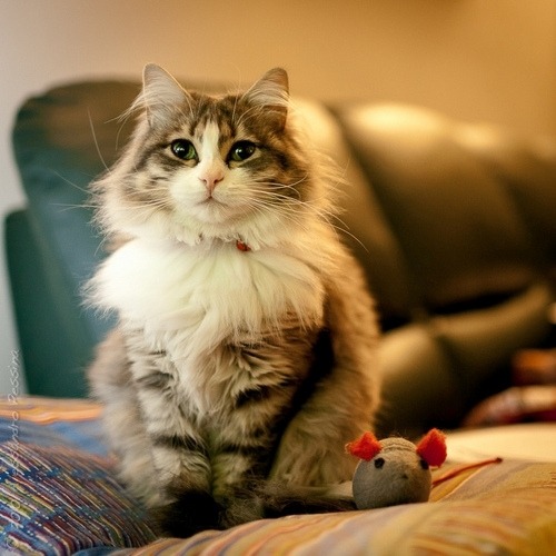 meowingredhead:   (｡・ω・｡) |