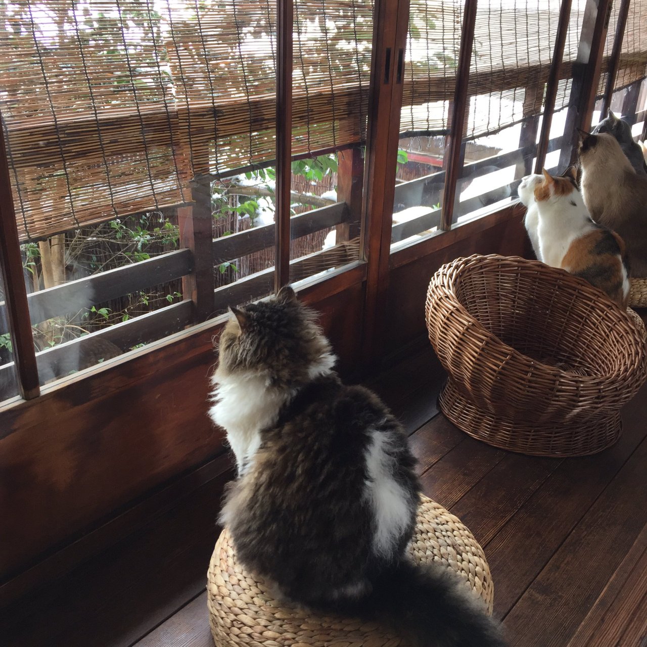 kyotomemo: ‏京都町家猫カフェ キャットアパートメント  photo by