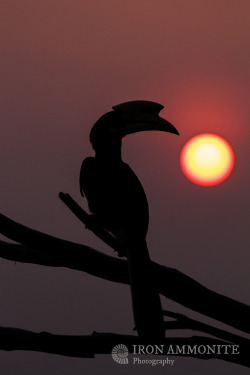 magicalnaturetour:  Oriental Pied Hornbill at sunset by Paul Williams http://ift.tt/1kpLBpH Oriental Pied Hornbill (Anthracoceros albirostris) by sunset over the ocean. Pangkor, Malaysia. http://flic.kr/p/nFJmFN