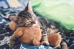 babyanimalposts:  feeling down? you need this baby animal blog in your life!