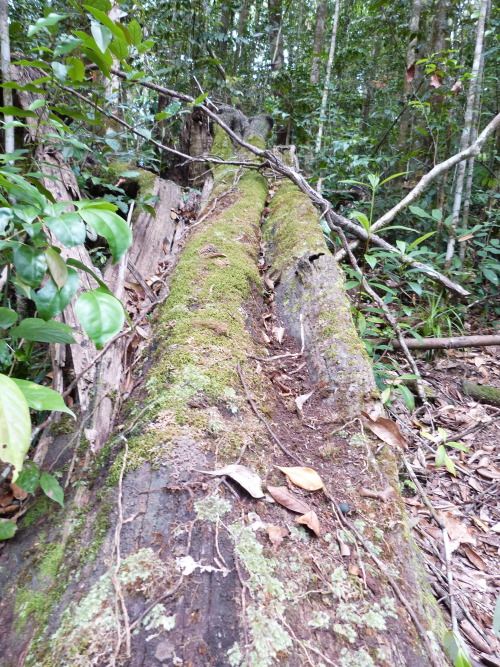 Rainforest at Paluma, Townsville.  Queensland. Photographer: Melanie Wood