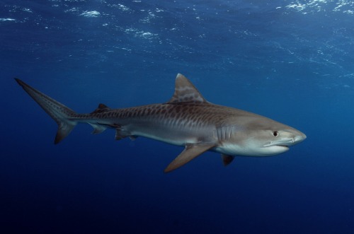 Just When You Thought It Was Safe To Go Back In The Water.