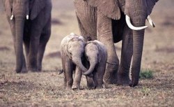 awwww-cute:  Baby elephants holding trunks (Source: http://ift.tt/1Fof0zq)