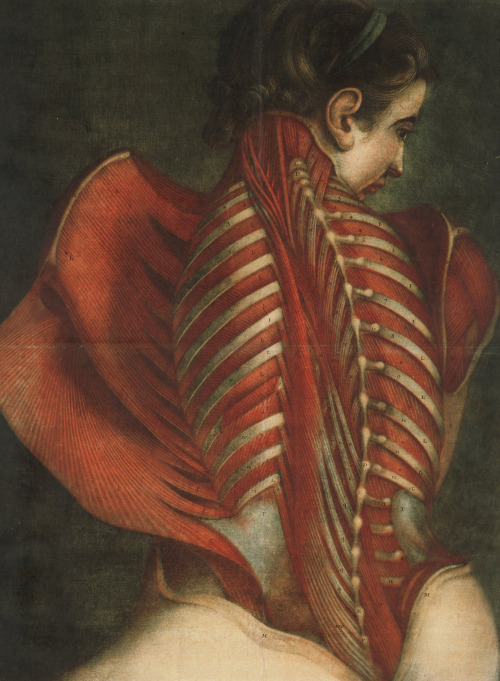 stillbirthed: Muscles of the Back, Jacques-Fabien Gautier-Dagoty, 1746