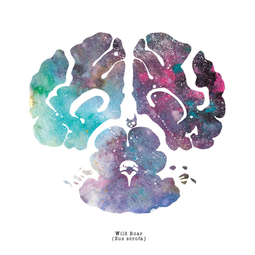 artagainstsociety:  Watercolor Animal Brain Paintings by J. Sayuri