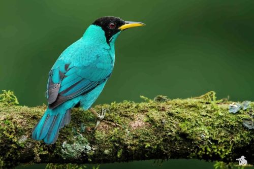Green Honeycreeper ♂️  #nature_worldwide_birds #bird_captures #your_best_birds #birdphotography #gre