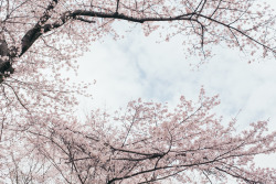 yuji87:  sakura . Nara,Japan . 500px | yujihirai.com 