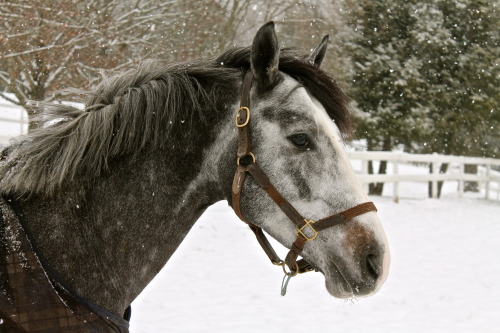 the-leadrope-life:  I was asked to post more Quasar! Pretty boy… Winter ‘13