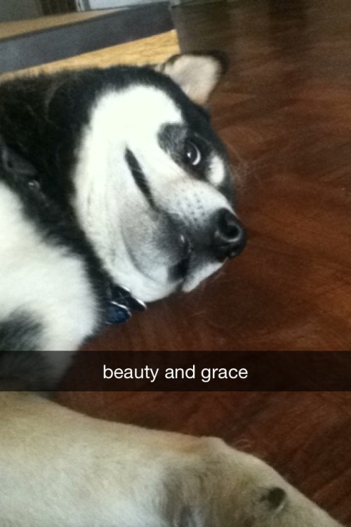 notjustanotherpetblog: sheeb-slash-senji: Shedding snapchat fun in a tiny grooming session with Ko, 