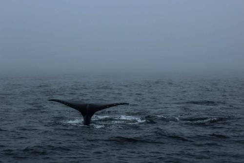 Guys I went whale watching for the first time and it was amazing! We saw a group of 5 humpback whale