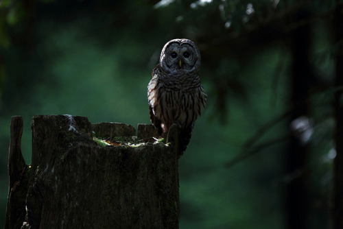 jaws-and-claws: Barred Owl by Canonshooterman on Flickr.