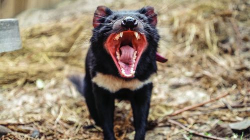 currentsinbiology:  Evolution at work! Tasmanian devils are rapidly evolving resistance to a contagi