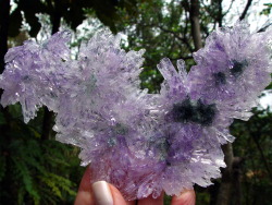 laughing-treees:  moonglitch:  dreamliest:  peaceful-moon:  tarassein:   Amethyst flower from Rio Grande do Sul, Brazil  dude  DUDE  DuDe  DUD3  duuude