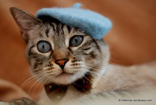 snootyfoxfashion:Hats For Cats from ToScarboroughFair x / x / x / x / xx / x / x / x / x