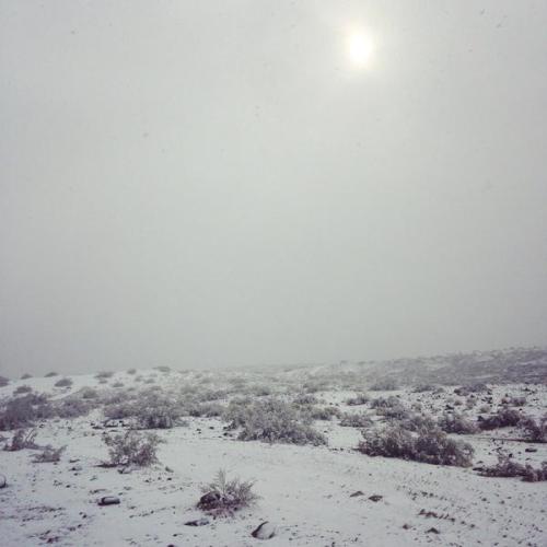 apollo-pop:  SNOW IN THE DESERT! This is the first time I’ve ever seen snow in my hometown and I’m so happy milkrainn and I got to experience it together with our butthole cat! * w*