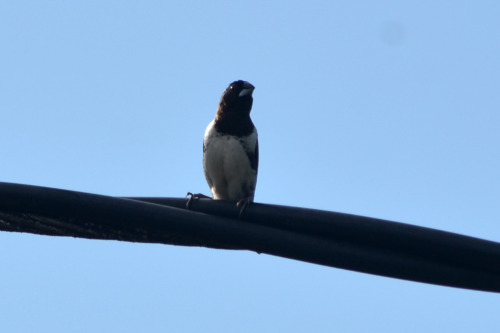 Bronze munia (Lonchura cucullata) in San Juan, Puerto Rico