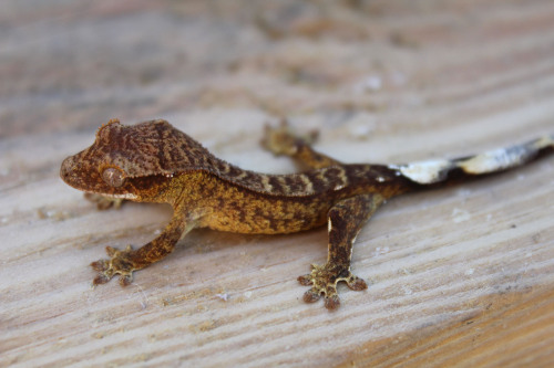Who doesnt like a gorgeous little gecko? 
