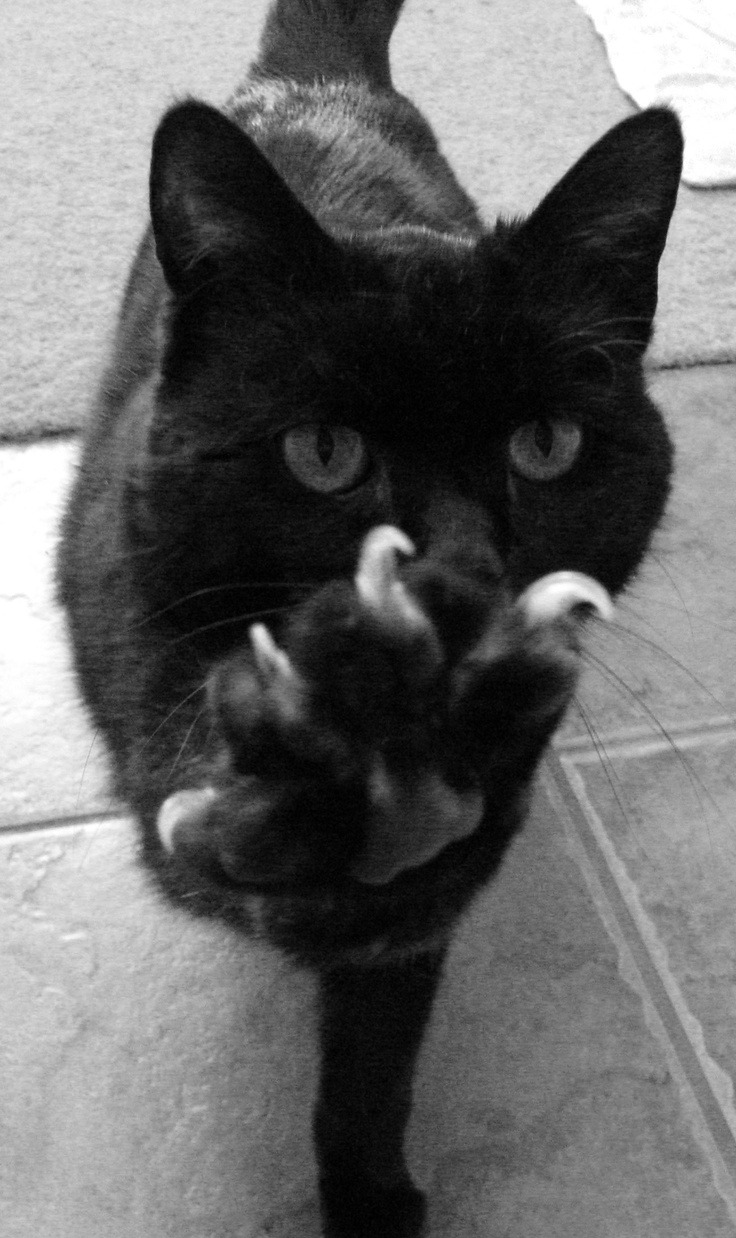 catsbeaversandducks:  Black Cats are Good Luck Photos via Pinterest 