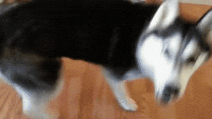 GIF87a