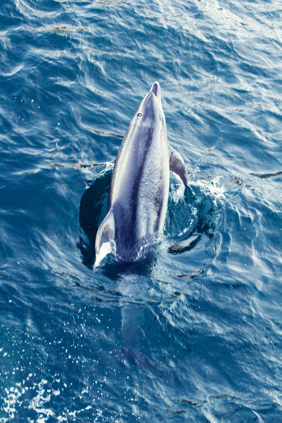 t-a-b-r-e-z:  Bottlenose Dolphin. Doubtful Sound, New Zealand. 
