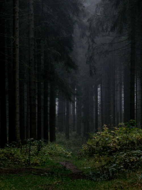 natural-magics:Mysterious Forest by Carsten Guenther