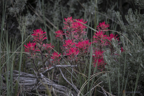 An artist’s palette of Indian Paintbrush (Castilleja sp.) live and bloom among Wyoming Big Sag