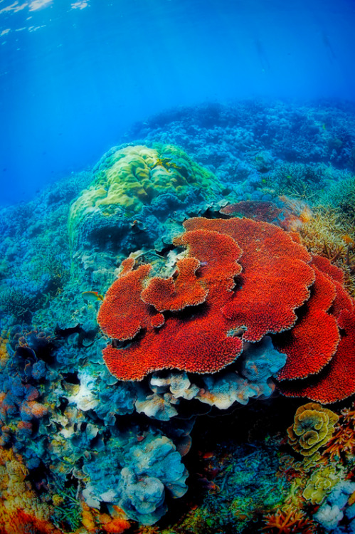 XXX thelovelyseas:Colorful corals in the underwater photo