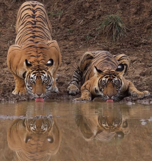 For this #WildlifeWednesday enjoy this stunning shot of Bengal Tigers quenching their thirstby top n