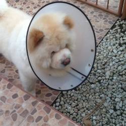 heartsickclub:  cone boy 