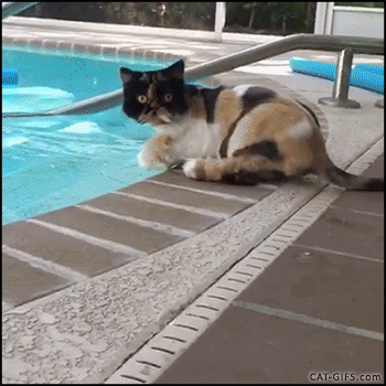 puppypu:   Cats &amp; Dogs Wallpapers