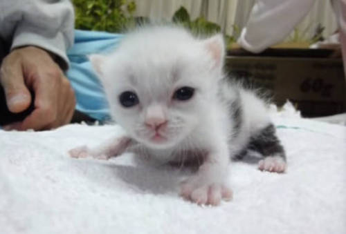 catsbeaversandducks:Rescue Journey Of A Cow KittyThis tiny cow kitty was just 70 grams when they res