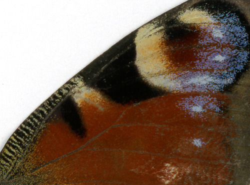 Aglais io , scan of the wing, 2021