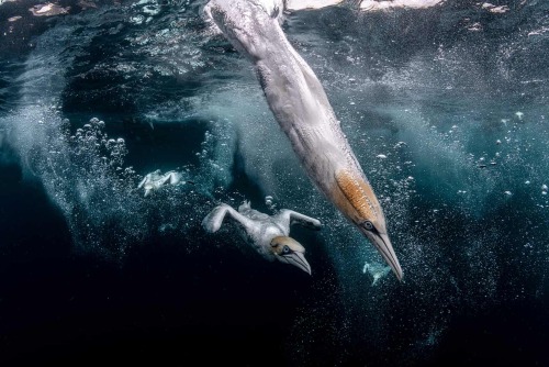  Diving gannets hit the water off the Isle of Noss, Shetland, UK. Photograph: Henley Spiers Ocean Ph