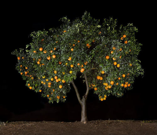 languageofloveandteawithalmonds:persimmon, orange, loquat, and apricot trees photographed by tal sho