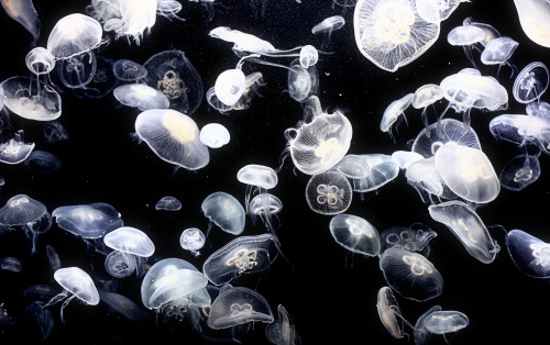 Jellyfish float around in an illuminated tank listlessly. Taken at the S.E.A. Aquarium at Resorts Wo