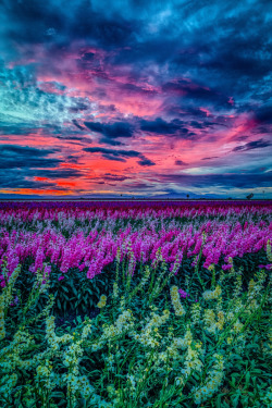 woodendreams:Salton Sea, California, US by Phillip Jun