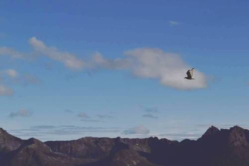 Flight. #seagulls #gulls #birds #birdsofprey #fly #flying #mountainscape #mountains #nature #explori