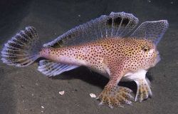 Handfish are a family of small anglerfish found in the waters of Tasmania and southern Australia.Instead of swimming, they use their specially adapted fins for &ldquo;walking&rdquo; along the seafloor. x