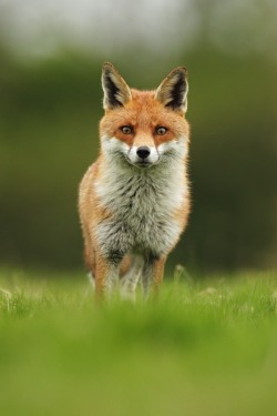 beautiful-wildlife:  Fox by Peter Kralik